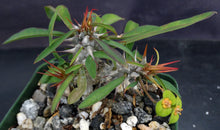 Load image into Gallery viewer, Euphorbia genoudiana