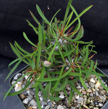 Load image into Gallery viewer, Euphorbia genoudiana