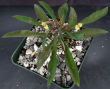 Load image into Gallery viewer, Euphorbia genoudiana