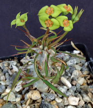 Load image into Gallery viewer, Euphorbia genoudiana