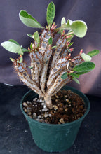 Load image into Gallery viewer, Euphorbia iharanae *Big Plant*