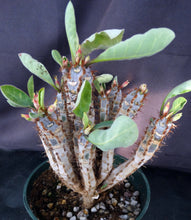 Load image into Gallery viewer, Euphorbia iharanae *Big Plant*