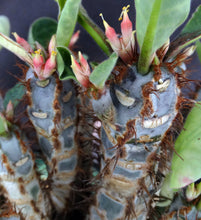 Load image into Gallery viewer, Euphorbia iharanae *Big Plant*