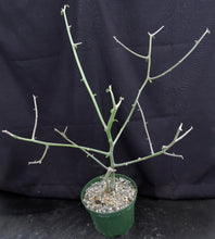 Load image into Gallery viewer, Euphorbia kamponii