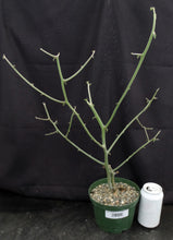 Load image into Gallery viewer, Euphorbia kamponii