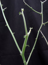 Load image into Gallery viewer, Euphorbia kamponii