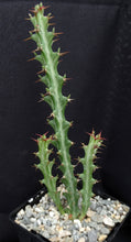 Load image into Gallery viewer, Euphorbia knuthii *Caudex forming succulent*