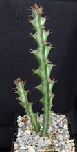 Load image into Gallery viewer, Euphorbia knuthii *Caudex forming succulent*