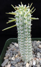Load image into Gallery viewer, Euphorbia mammillaris 'variegata' *larger*