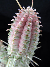 Load image into Gallery viewer, Euphorbia mammillaris 'variegata' *larger*