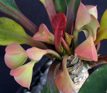 Load image into Gallery viewer, Euphorbia millotii *Big Plant*