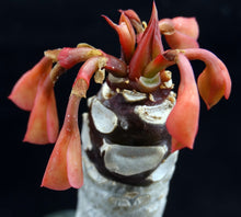 Load image into Gallery viewer, Euphorbia millotii *Big Plant*