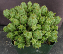 Load image into Gallery viewer, Euphorbia mammillaris 'Monstrose'