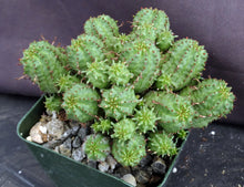 Load image into Gallery viewer, Euphorbia mammillaris 'Monstrose'