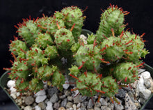 Load image into Gallery viewer, Euphorbia mammillaris 'Monstrose'