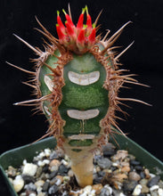 Load image into Gallery viewer, Euphorbia neohumbertii