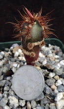 Load image into Gallery viewer, Euphorbia neohumbertii