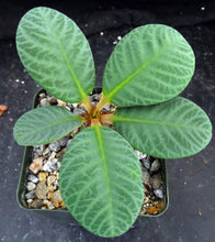 Load image into Gallery viewer, Euphorbia neohumbertii