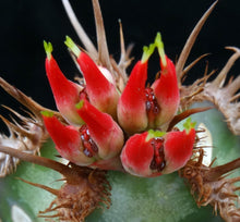 Load image into Gallery viewer, Euphorbia neohumbertii