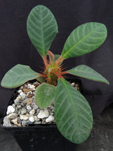 Load image into Gallery viewer, Euphorbia neohumbertii
