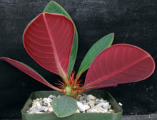Load image into Gallery viewer, Euphorbia neohumbertii