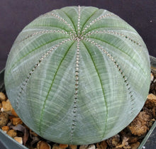Load image into Gallery viewer, Euphorbia obesa *Beautiful Specimen!*