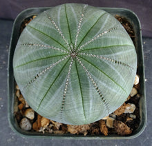 Load image into Gallery viewer, Euphorbia obesa *Beautiful Specimen!*