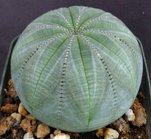 Load image into Gallery viewer, Euphorbia obesa *Beautiful Specimen!*