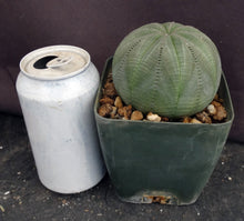 Load image into Gallery viewer, Euphorbia obesa *Beautiful Specimen!*