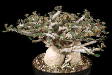 Load image into Gallery viewer, Euphorbia capsaintmariensis