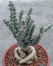 Load image into Gallery viewer, Euphorbia knuthii *Caudex forming succulent*