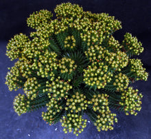 Load image into Gallery viewer, Euphorbia suzannae