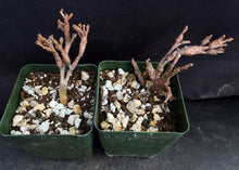 Load image into Gallery viewer, Euphorbia platyclada
