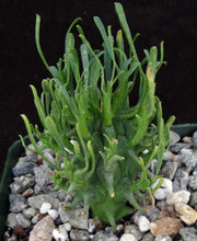 Load image into Gallery viewer, Euphorbia schoenlandii