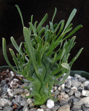 Load image into Gallery viewer, Euphorbia schoenlandii