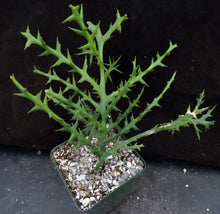 Load image into Gallery viewer, Euphorbia stenoclada