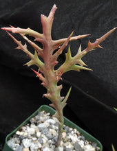 Load image into Gallery viewer, Euphorbia stenoclada