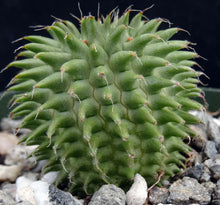 Load image into Gallery viewer, Euphorbia suzannae