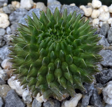 Load image into Gallery viewer, Euphorbia suzannae