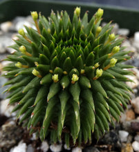 Load image into Gallery viewer, Euphorbia suzannae