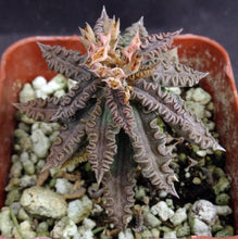 Load image into Gallery viewer, Euphorbia tulearensis *Seed grown plants*