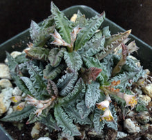 Load image into Gallery viewer, Euphorbia tulearensis (B)