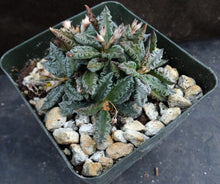 Load image into Gallery viewer, Euphorbia tulearensis (B)