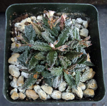 Load image into Gallery viewer, Euphorbia tulearensis (B)
