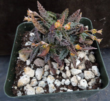 Load image into Gallery viewer, Euphorbia tulearensis (C)