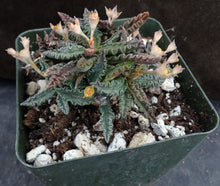 Load image into Gallery viewer, Euphorbia tulearensis (C)