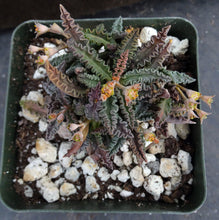 Load image into Gallery viewer, Euphorbia tulearensis (C)