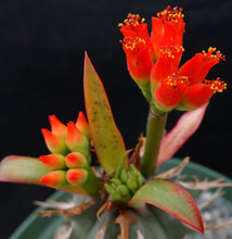 Load image into Gallery viewer, Euphorbia vigueri