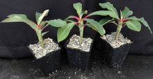 Load image into Gallery viewer, Euphorbia vigueri
