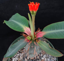 Load image into Gallery viewer, Euphorbia vigueri